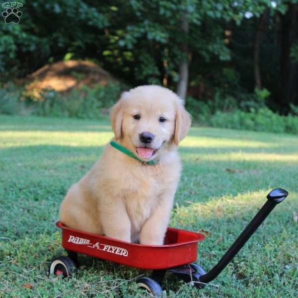 Tanner, Golden Retriever Puppy