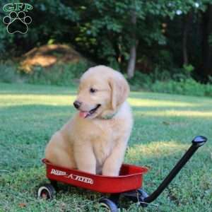 Tanner, Golden Retriever Puppy