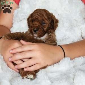 Brick F1BB, Mini Goldendoodle Puppy