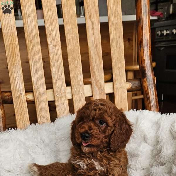 Auburn F1BB, Mini Goldendoodle Puppy