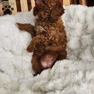 Auburn F1BB, Mini Goldendoodle Puppy
