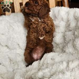 Auburn F1BB, Mini Goldendoodle Puppy