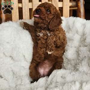 Auburn F1BB, Mini Goldendoodle Puppy