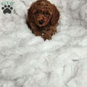 Auburn F1BB, Mini Goldendoodle Puppy