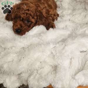 Auburn F1BB, Mini Goldendoodle Puppy
