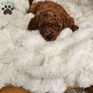 Auburn F1BB, Mini Goldendoodle Puppy