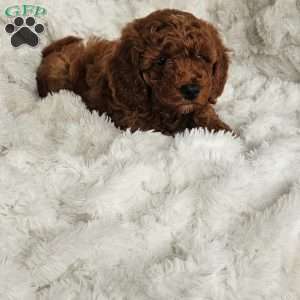 Auburn F1BB, Mini Goldendoodle Puppy
