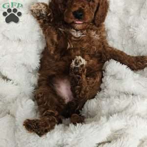 Auburn F1BB, Mini Goldendoodle Puppy