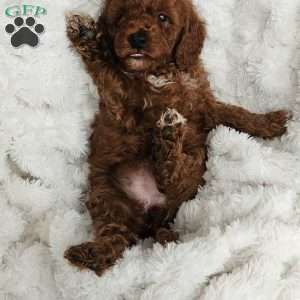 Auburn F1BB, Mini Goldendoodle Puppy