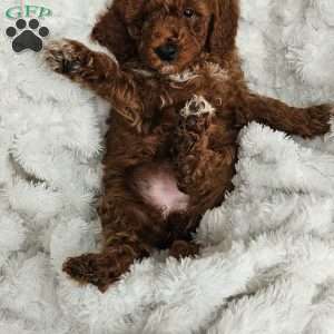 Auburn F1BB, Mini Goldendoodle Puppy