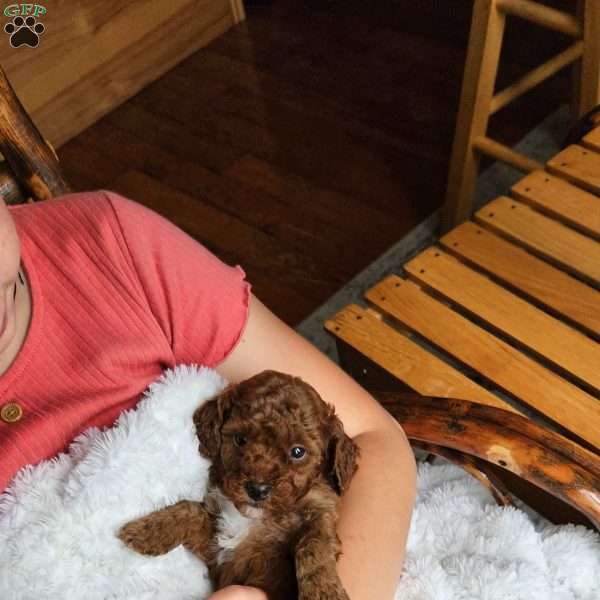 Brick F1BB, Mini Goldendoodle Puppy