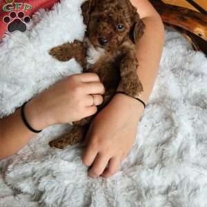 Brick F1BB, Mini Goldendoodle Puppy