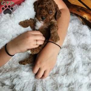 Brick F1BB, Mini Goldendoodle Puppy