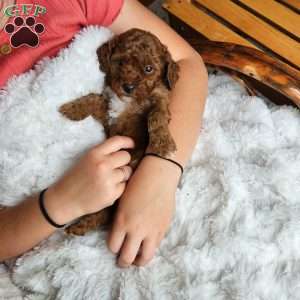 Brick F1BB, Mini Goldendoodle Puppy