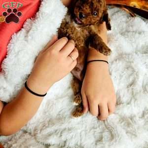 Brick F1BB, Mini Goldendoodle Puppy