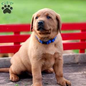 Buster, Fox Red Labrador Retriever Puppy