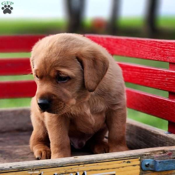 Buddy, Fox Red Labrador Retriever Puppy