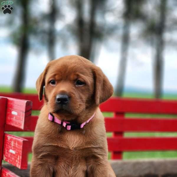 Princess, Fox Red Labrador Retriever Puppy