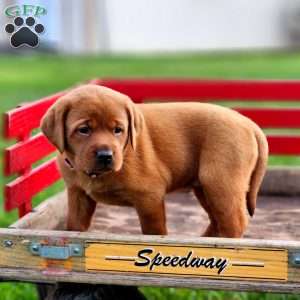 Princess, Fox Red Labrador Retriever Puppy