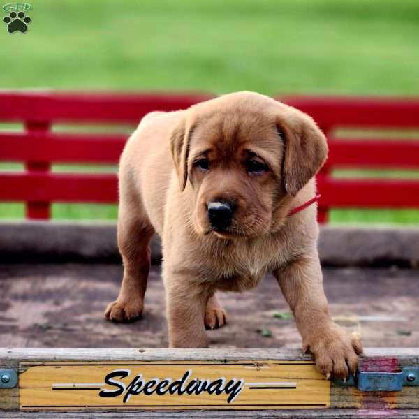 Pansy, Fox Red Labrador Retriever Puppy