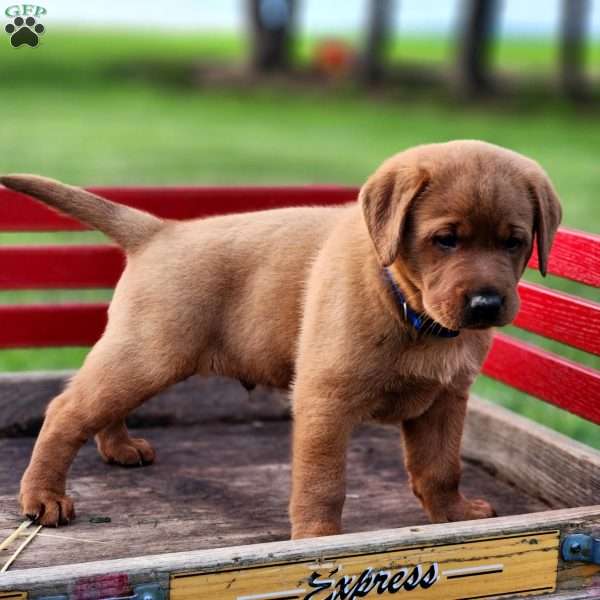 Buster, Fox Red Labrador Retriever Puppy