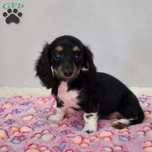 Skye, Dachshund Puppy