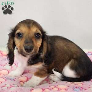 Liberty, Dachshund Puppy