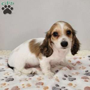 Marshall, Dachshund Puppy