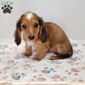 Chase, Dachshund Puppy