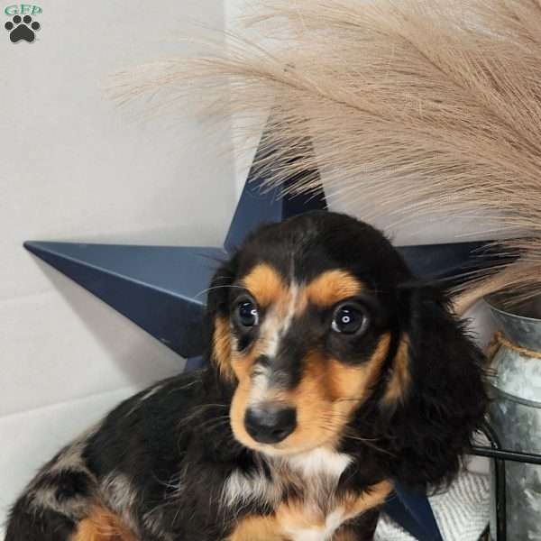 Zuma, Dachshund Puppy