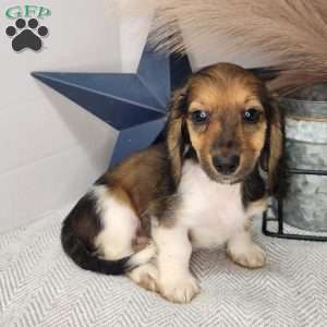 Liberty, Dachshund Puppy
