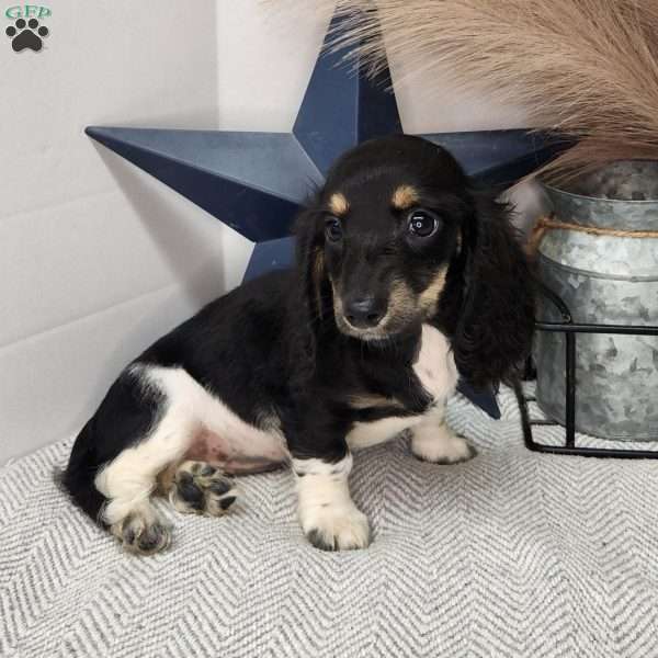 Skye, Dachshund Puppy