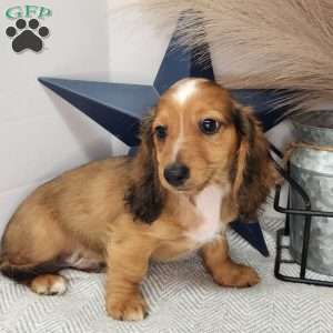 Chase, Dachshund Puppy