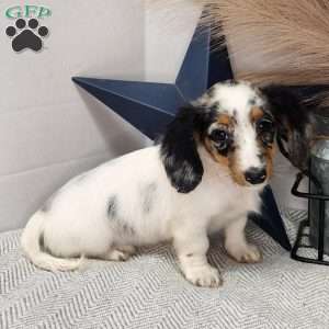 Sweetie, Dachshund Puppy