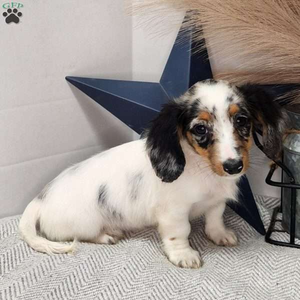 Sweetie, Dachshund Puppy