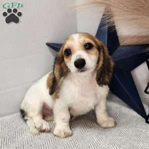 Marshall, Dachshund Puppy