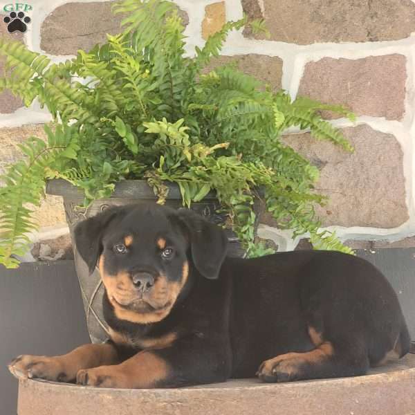 Link, Rottweiler Puppy