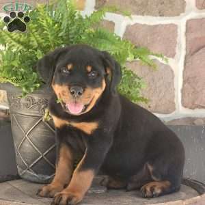 Link, Rottweiler Puppy