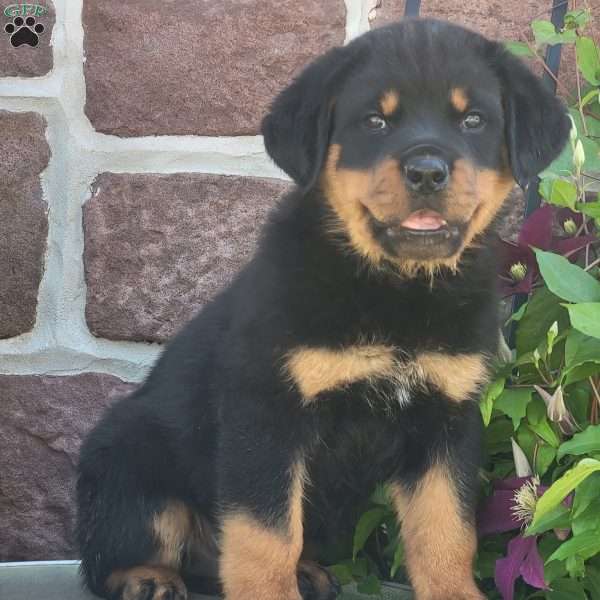 Axel, Rottweiler Puppy