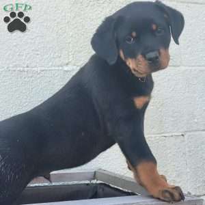 Rambo, Rottweiler Puppy
