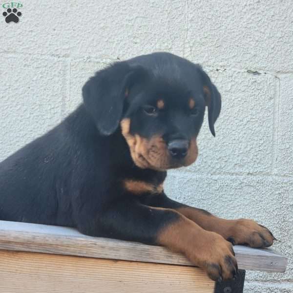 Rambo, Rottweiler Puppy