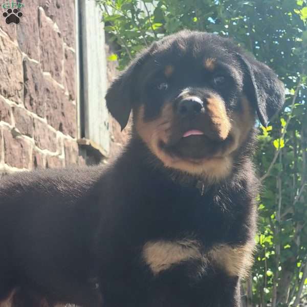 Tank, Rottweiler Puppy