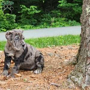 BLACKBERRY, Cane Corso Puppy