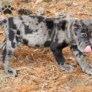BLACKBERRY, Cane Corso Puppy