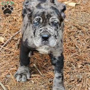 BLACKBERRY, Cane Corso Puppy
