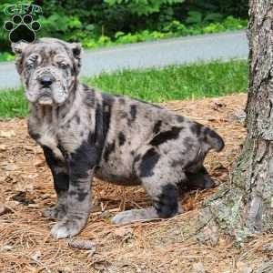 BLACKBERRY, Cane Corso Puppy