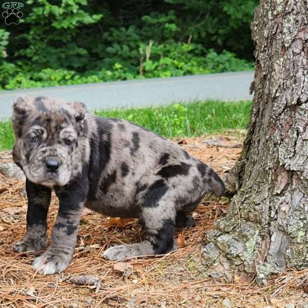 BLACKBERRY, Cane Corso Puppy