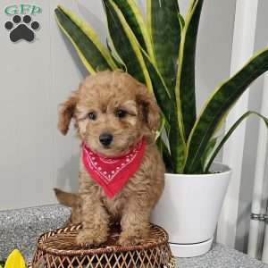 Cooper, Cavapoo Puppy