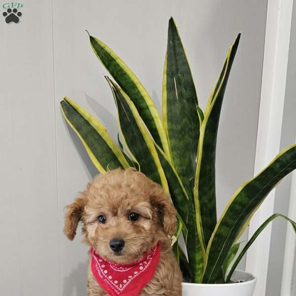Cooper, Cavapoo Puppy