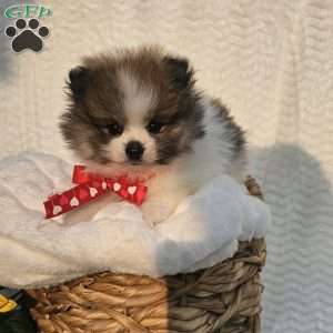 Knox, Pomeranian Puppy